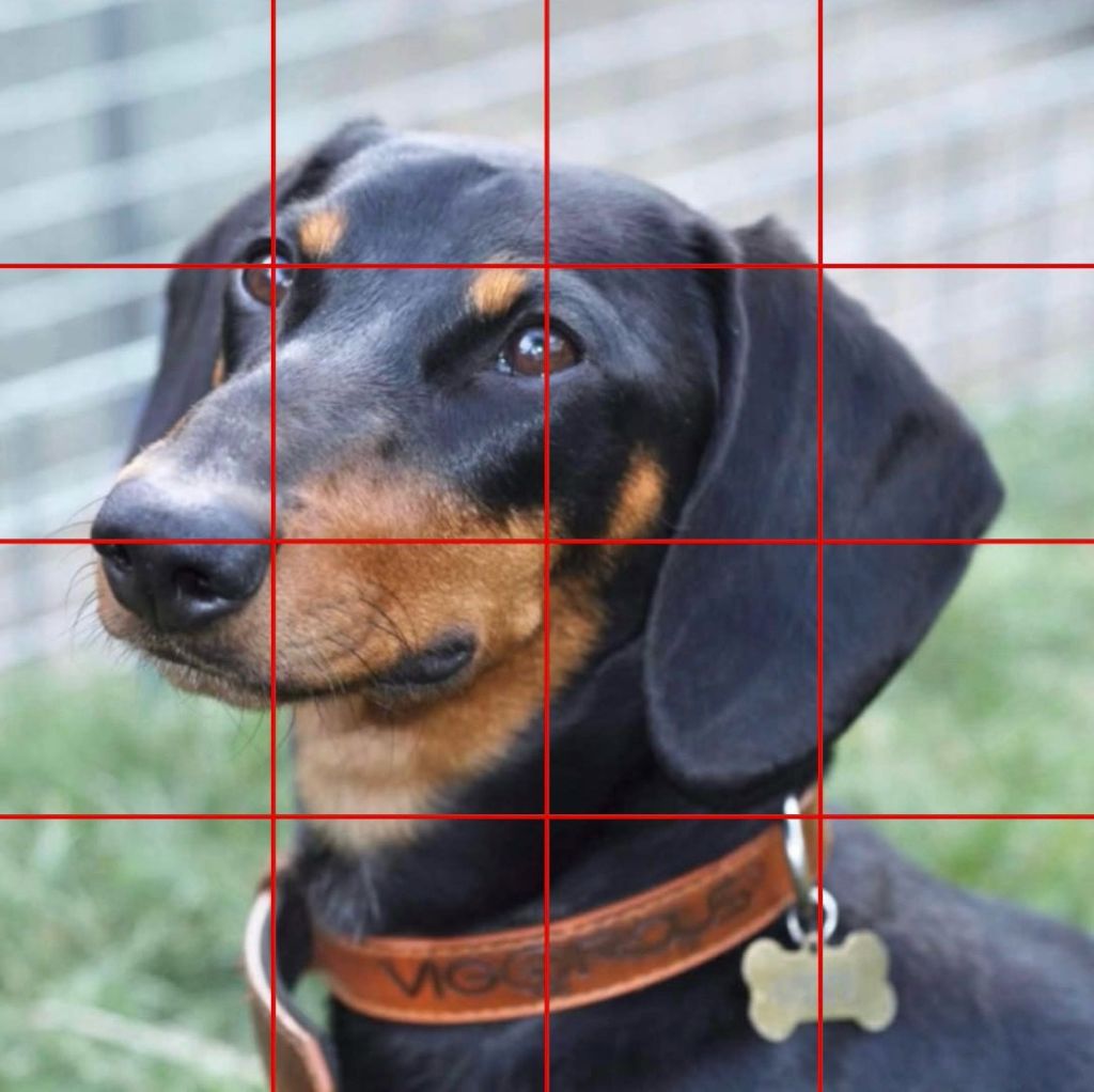 James contracted for Pet&nbsp;Portraits